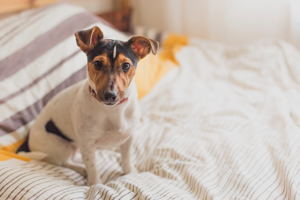 A small terrier sitting on a bed in a sunny room