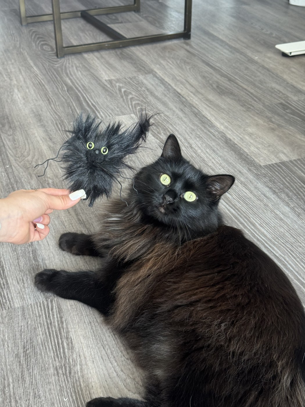 Fluffy black rescue cat playing with a feather toy on the floor