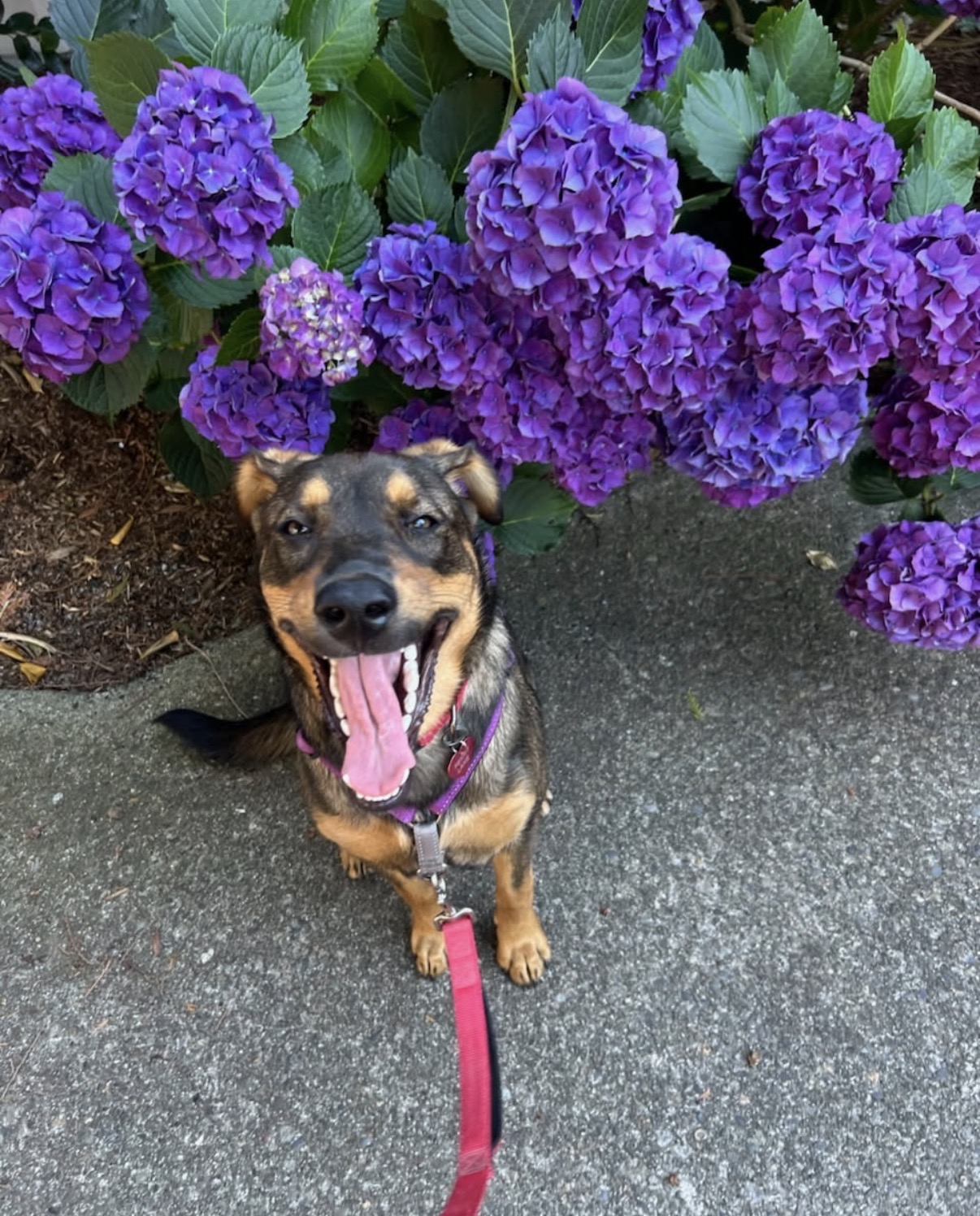 Tan and black rescue dog laughing in front of purple hydrangea flowers