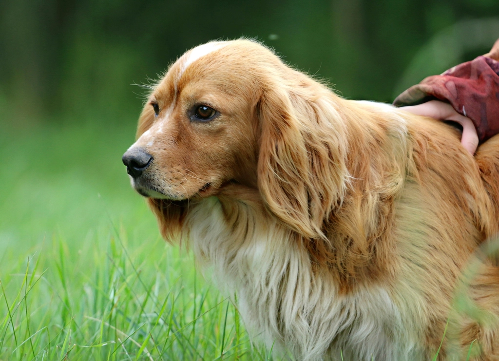 A person gently petting a golden long-haired dog outdoors