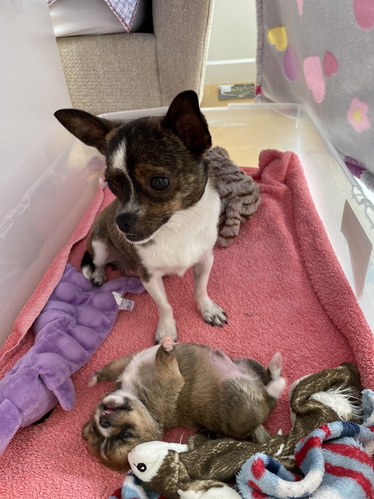 Chihuahua mama watching over her puppy rolling on a pink blanket in foster care