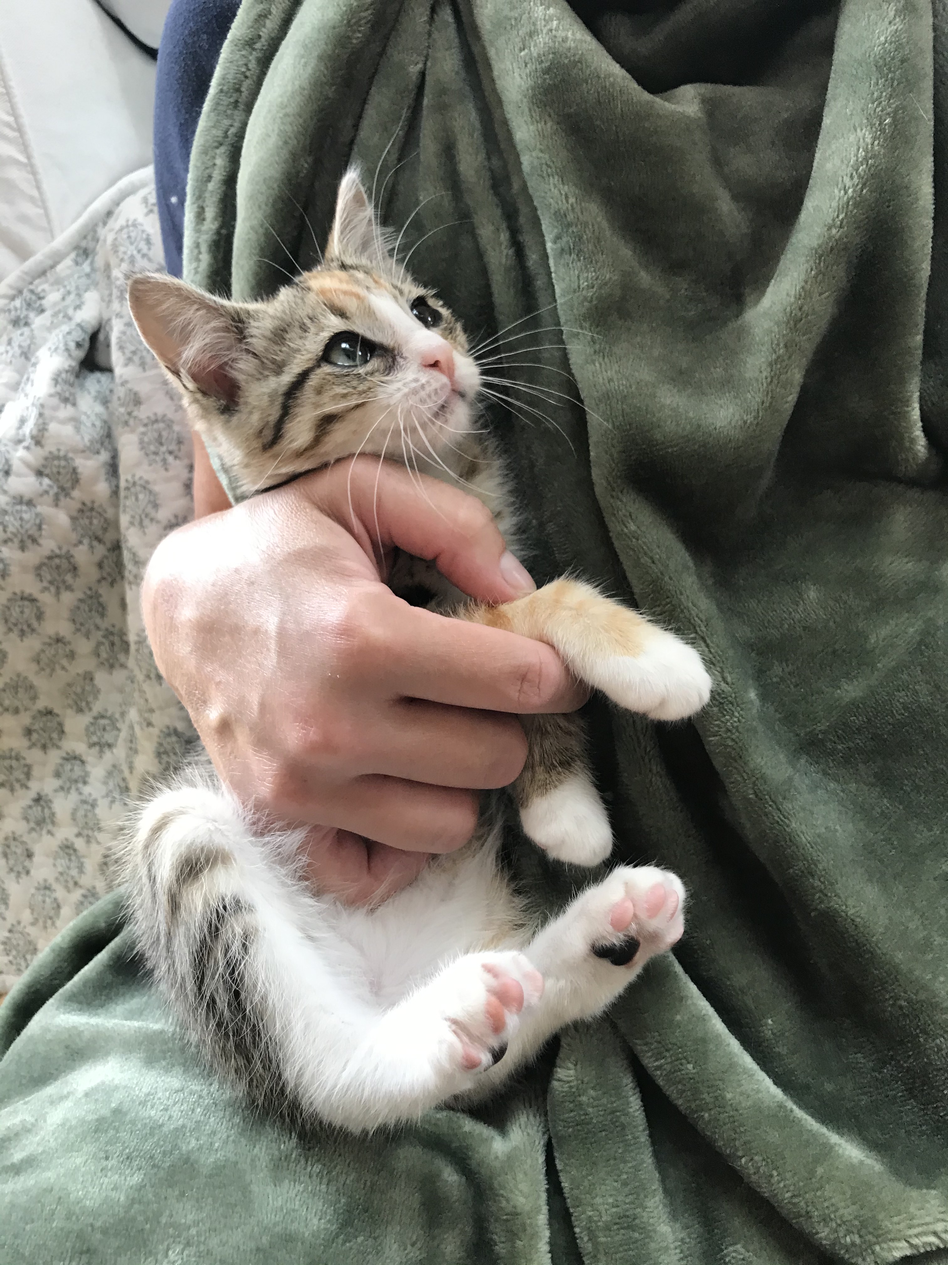 Volunteer cradling a tiny tabby and white foster kitten in a soft green blanket
