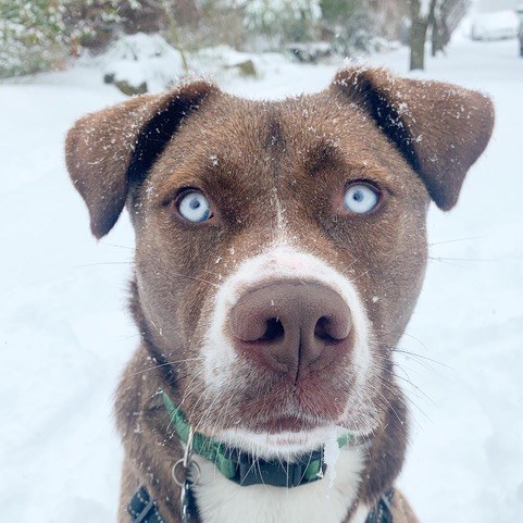 Brown and white rescue dog with bright blue eyes standing in fresh snow