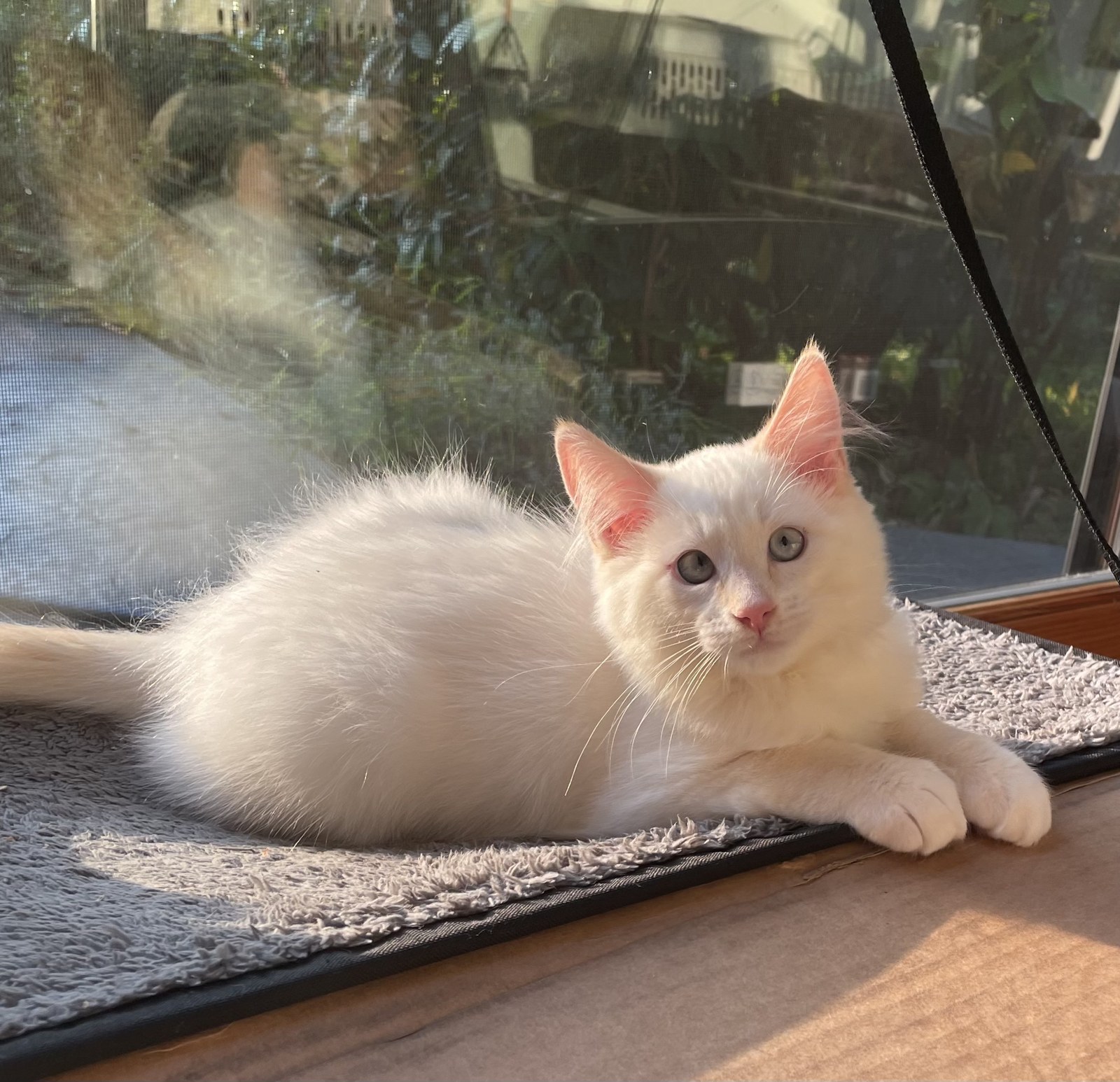 Fluffy white foster kitten resting on a sunny window perch