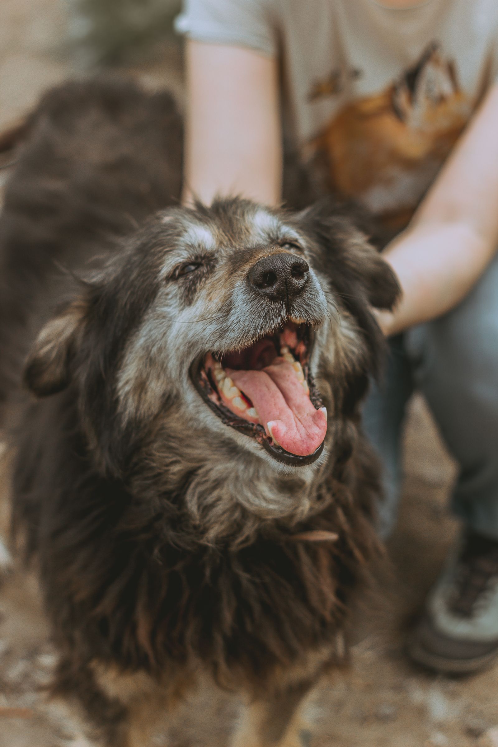A smiling gray-muzzled senior dog leaning up to be petted