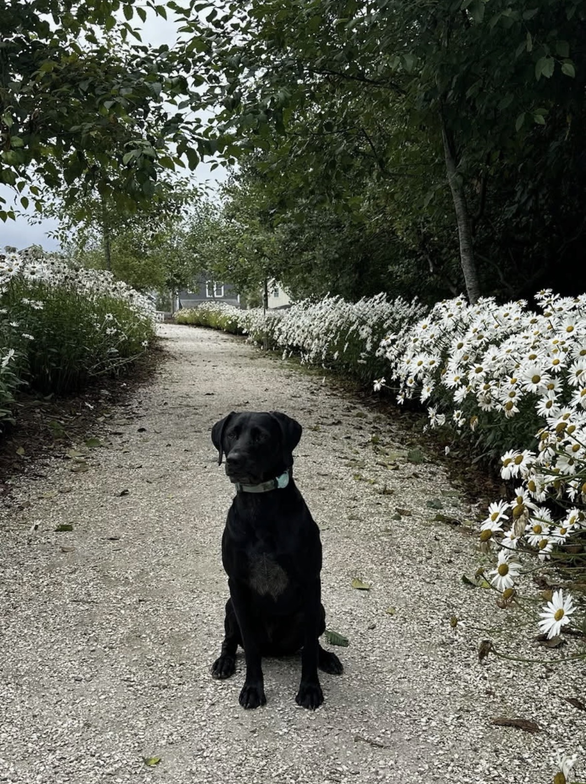 Black rescue dog sitting on a gravel path lined with white daisies