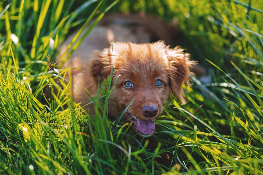 A dog resting in tall green grass