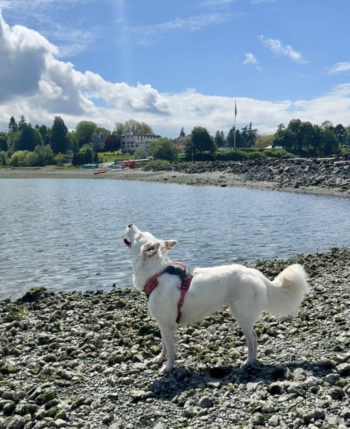 White rescue dog singing happily on a rocky Washington beach