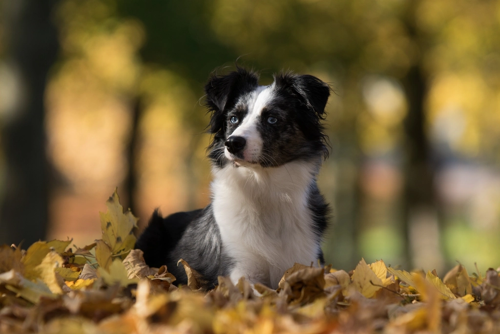 A black and white dog lying in fallen autumn leaves