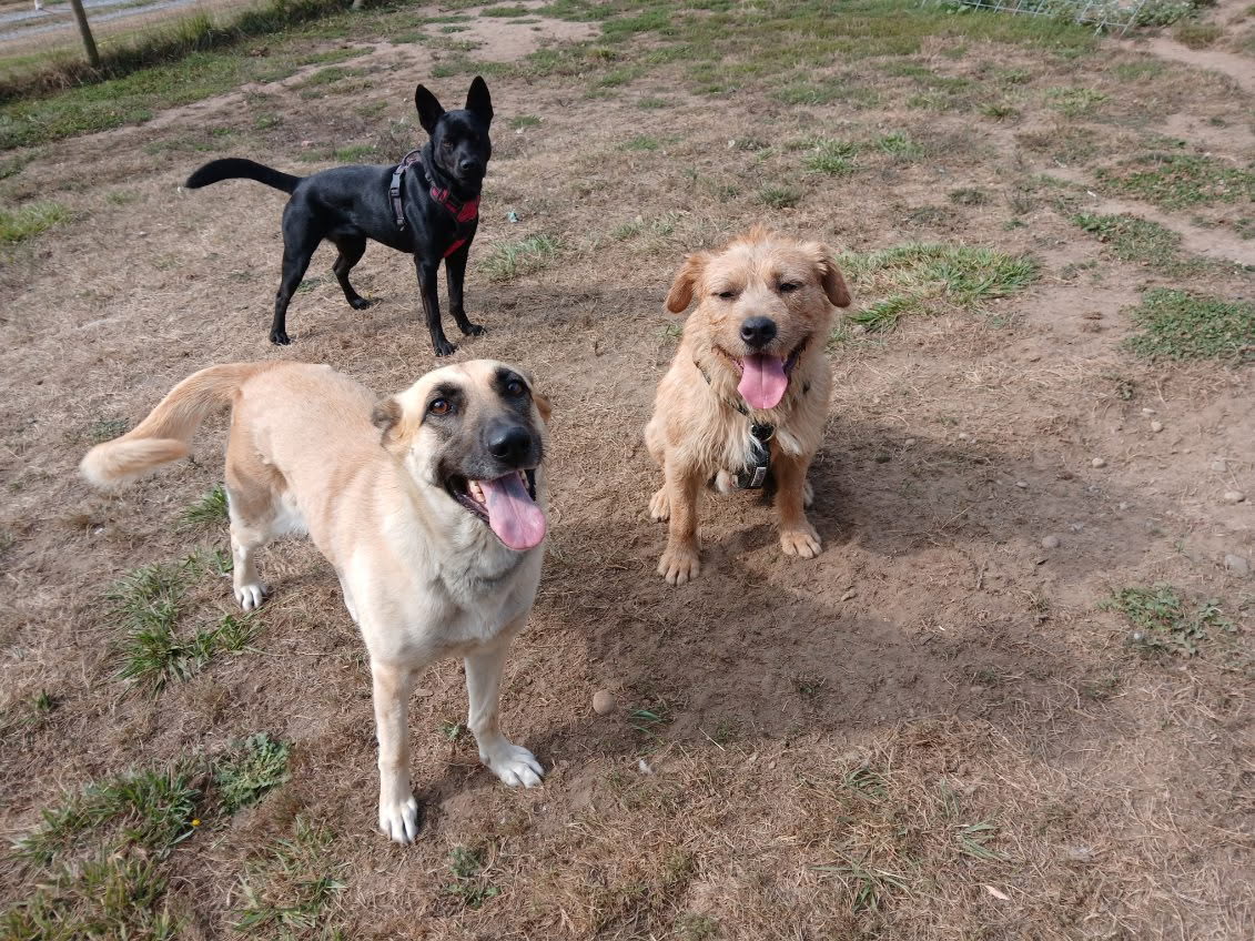 Three happy rescue dogs together in an outdoor play yard