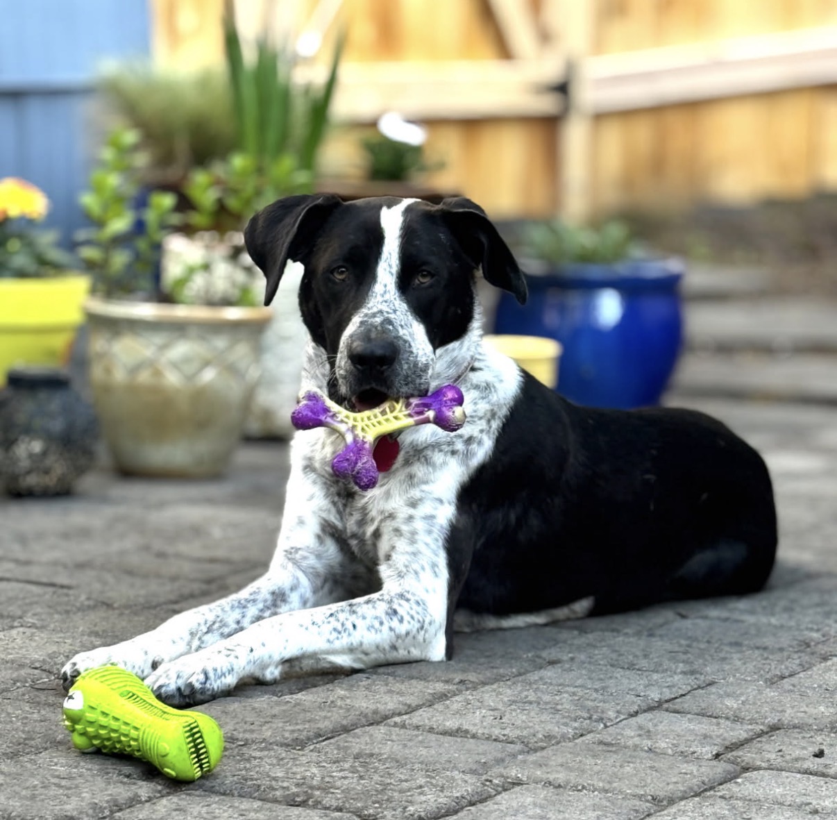 Black and white speckled rescue dog lying on a patio with her favorite chew toys