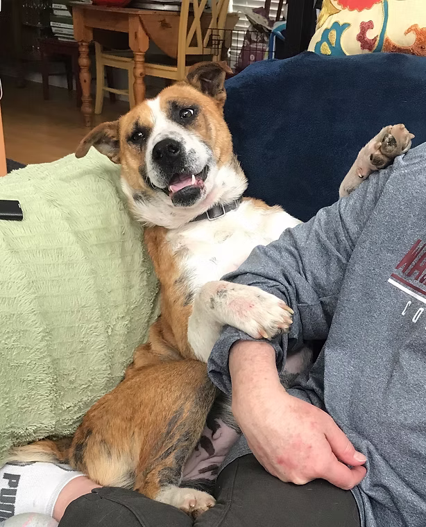 Tan and white rescue dog leaning happily against a volunteer on the couch