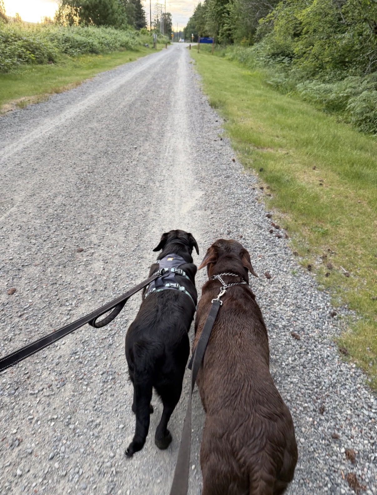 Black and chocolate rescue dogs walking side by side down a gravel trail