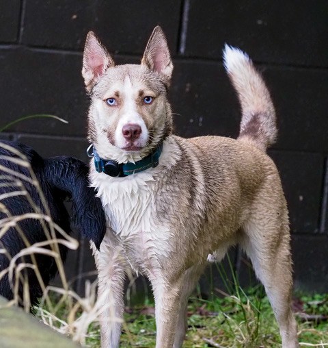 Tan husky mix with blue eyes standing alert in a grassy yard