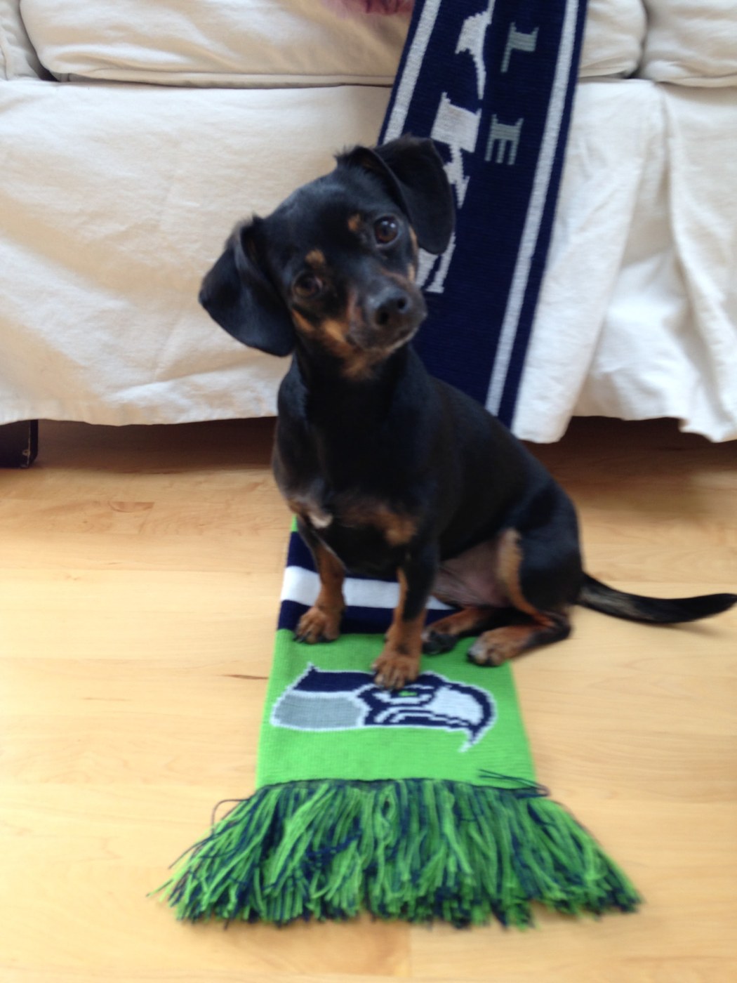 Small black and tan dachshund mix sitting on a Seahawks scarf at home