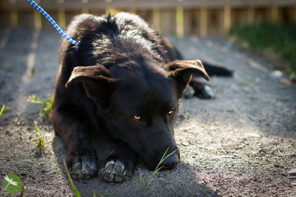 Black rescue dog Amos resting his chin on the ground with soulful amber eyes