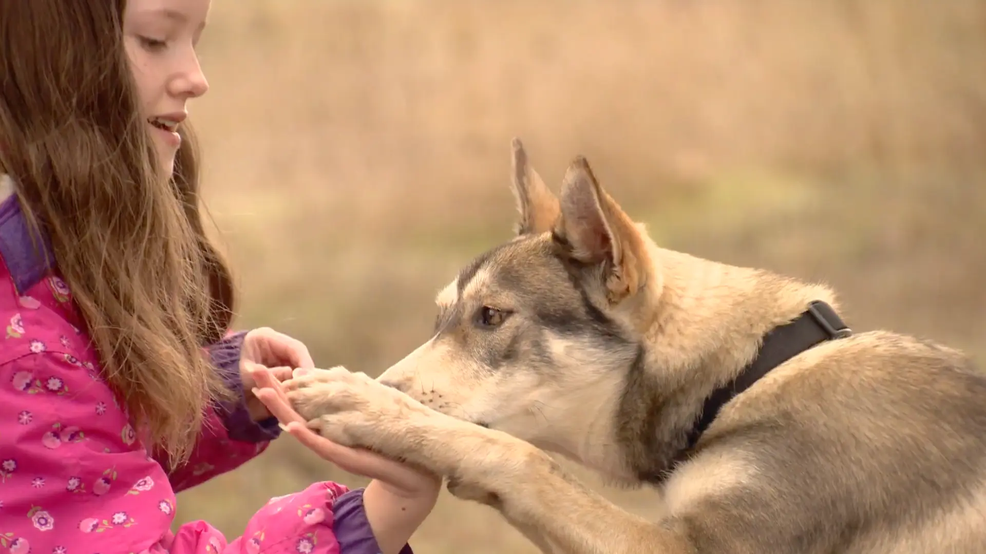 A girl smiling as a young dog gently gives her a high-five paw