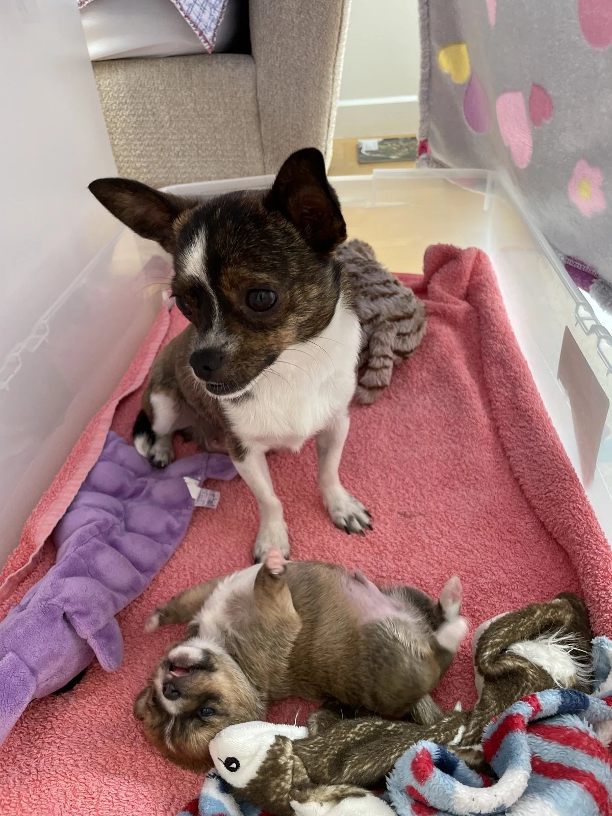 Chihuahua mama watching over her puppy rolling on a pink blanket in foster care