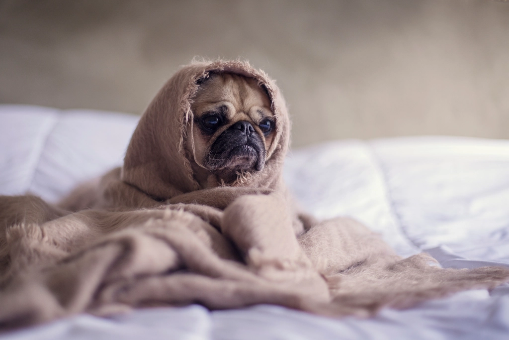 A pug wrapped in a cozy blanket indoors