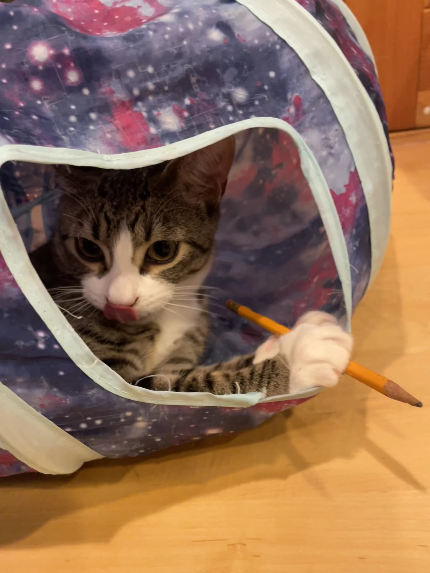 A tabby and white foster kitten peeking out of a purple galaxy-print play tunnel with its tongue out