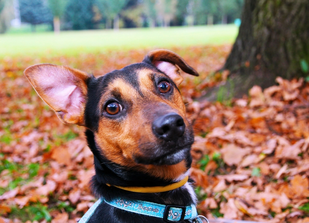 A happy dog sitting in autumn leaves